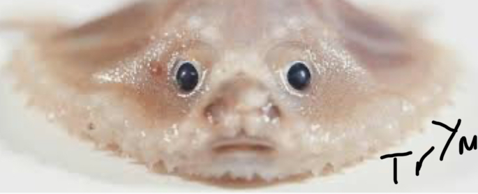Trym the fish🐠
