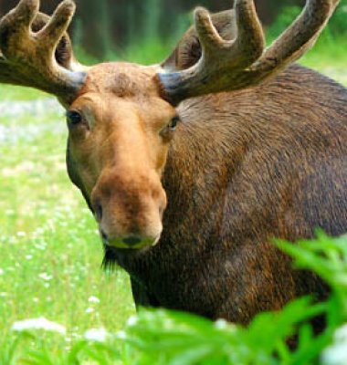 🫎moose🤎