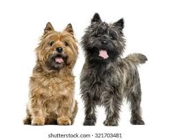 Cairn terrier