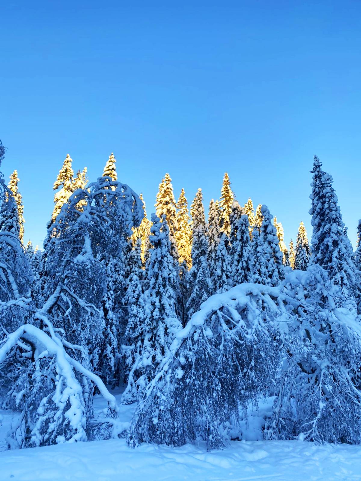 ❄️Vinter❄️