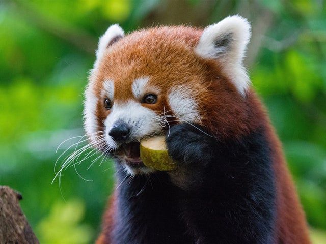 Red Panda ❤️🐼