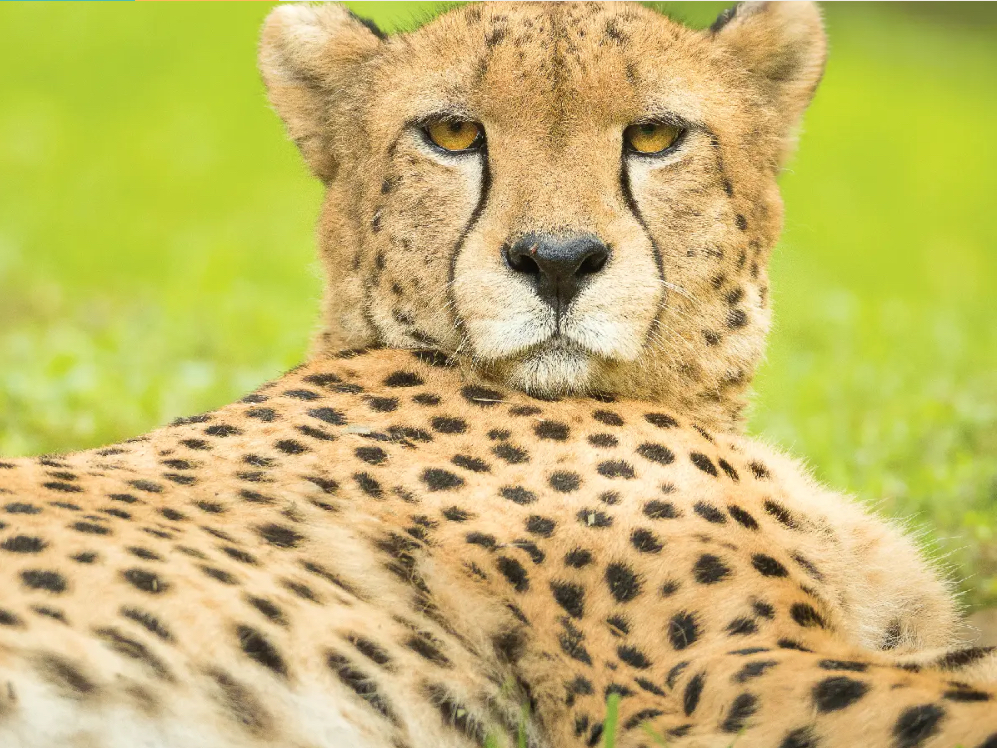 Cheetah