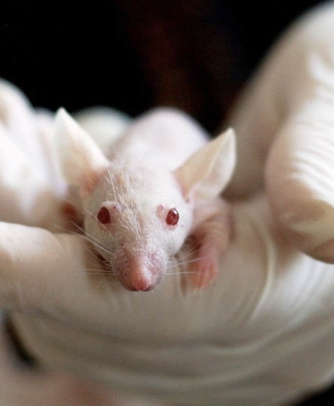 Animal testing has been proven to be effective.