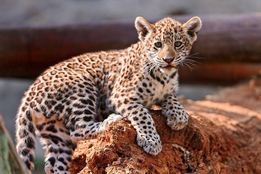 Leopard