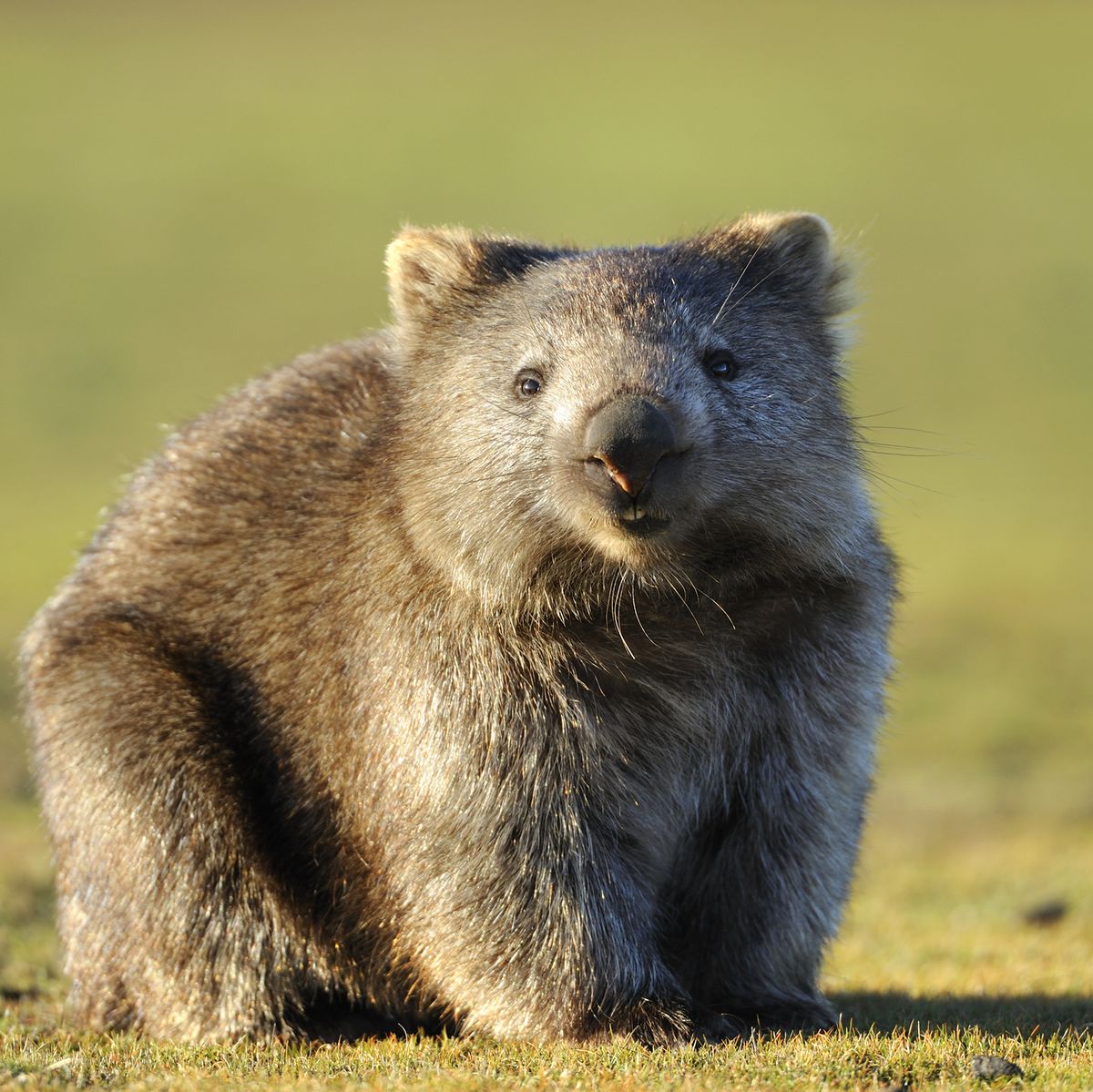 Wombat