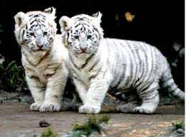 ❄️snow tiger ❄️