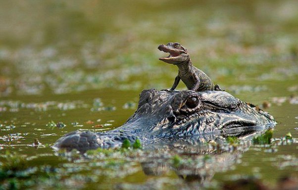 The salty crock